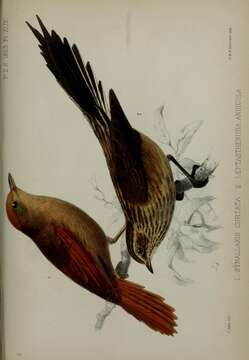 Image of Ash-browed Spinetail