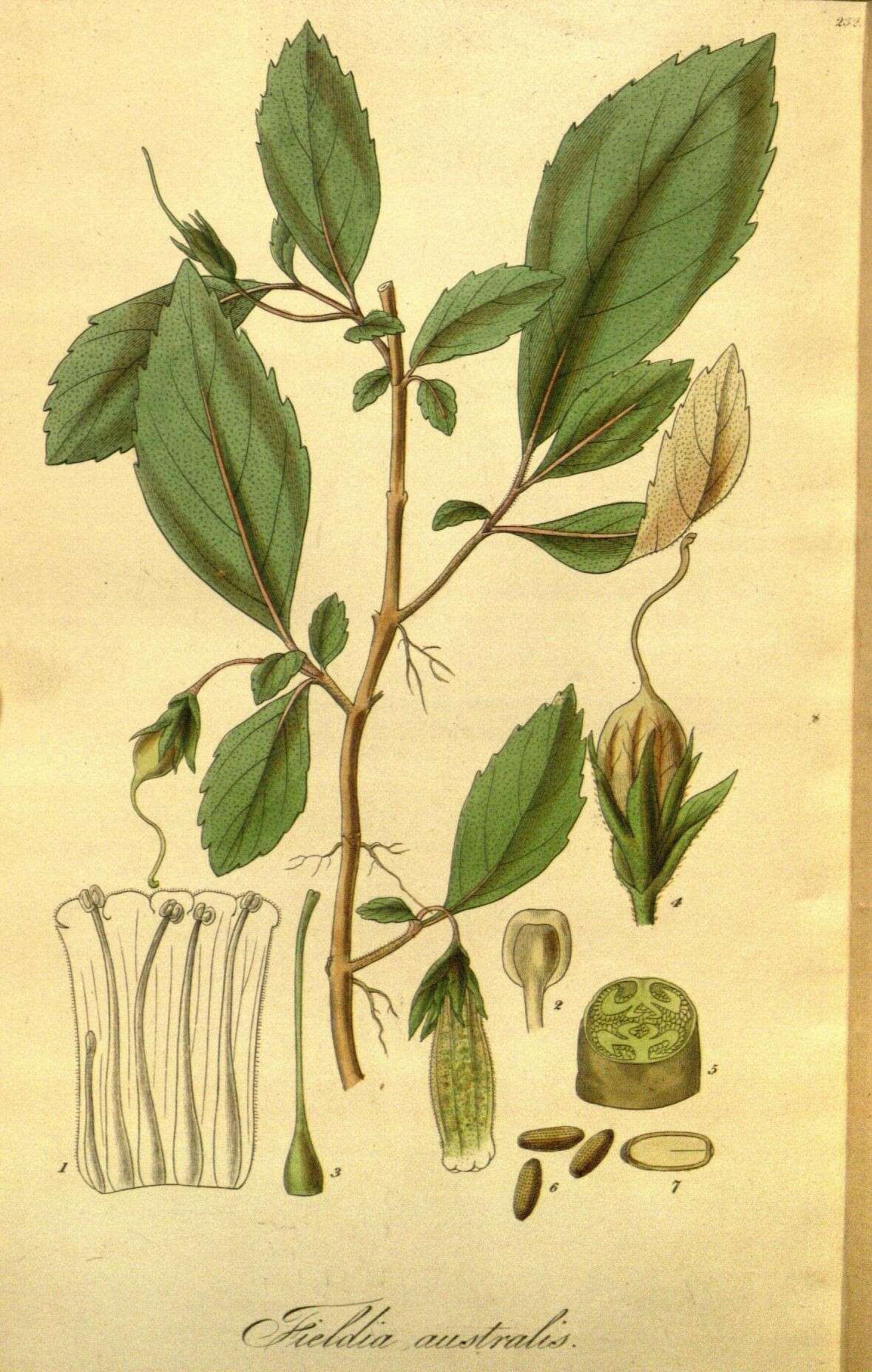 Image of Fieldia australis A. Cunn.