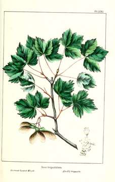 Image of Rocky Mountain maple