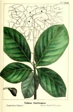 Image de Cotinus obovatus Raf.