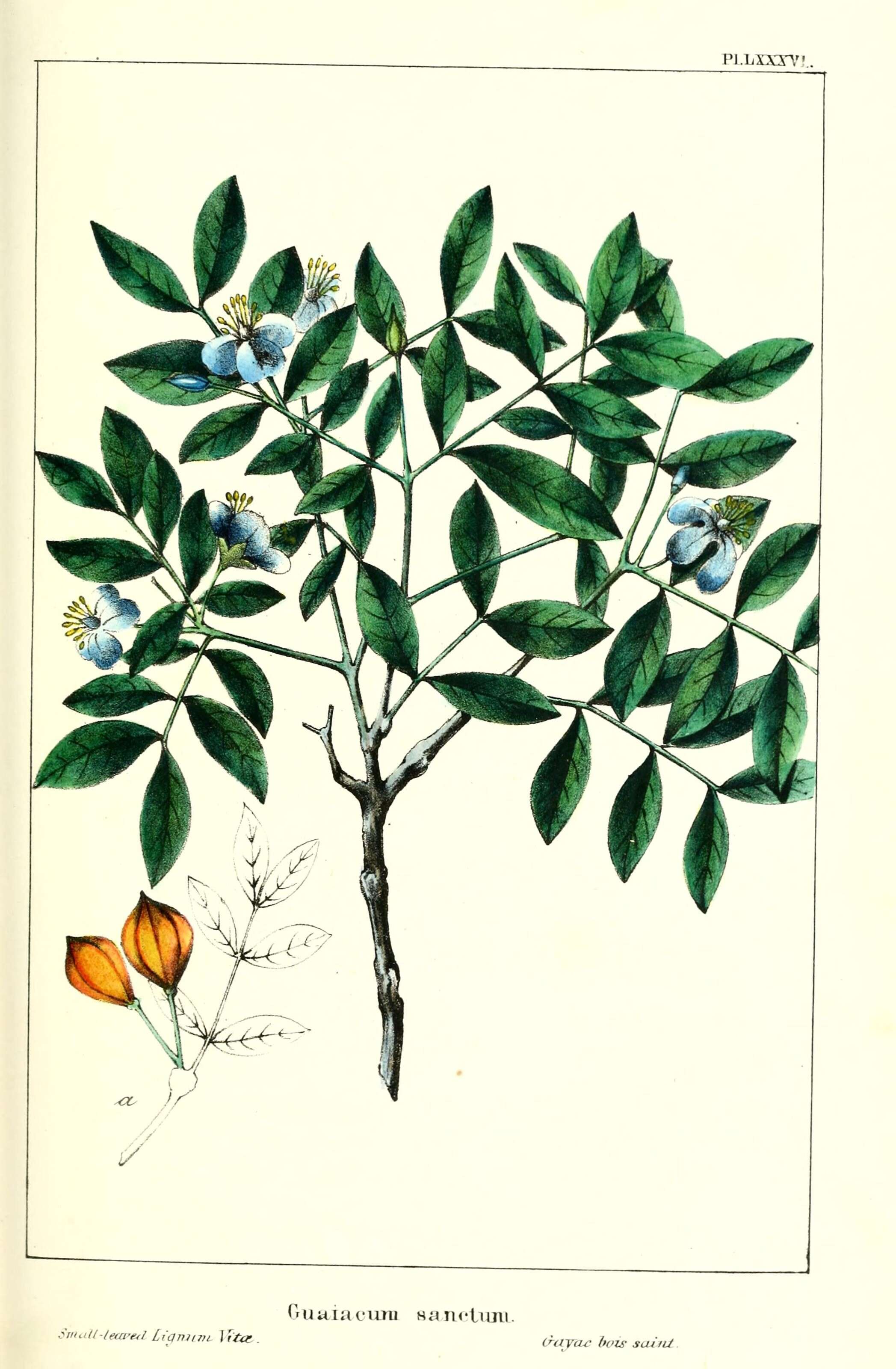 Image of Holywood Lignum Vitae