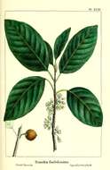 Sapotaceae resmi