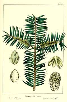 Torreya taxifolia Arn. resmi