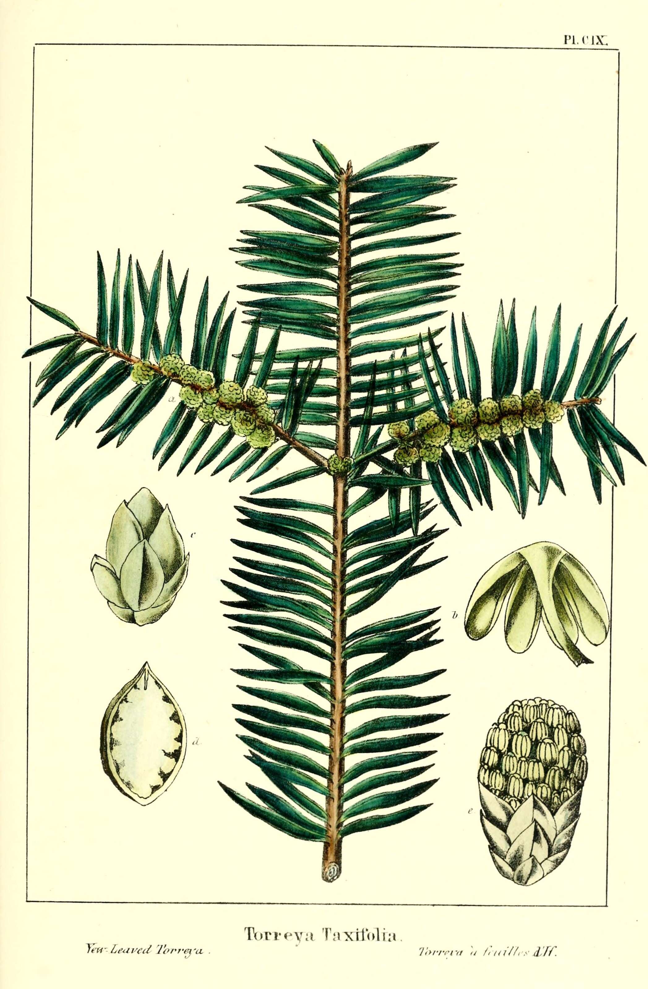 Sivun Torreya taxifolia Arn. kuva