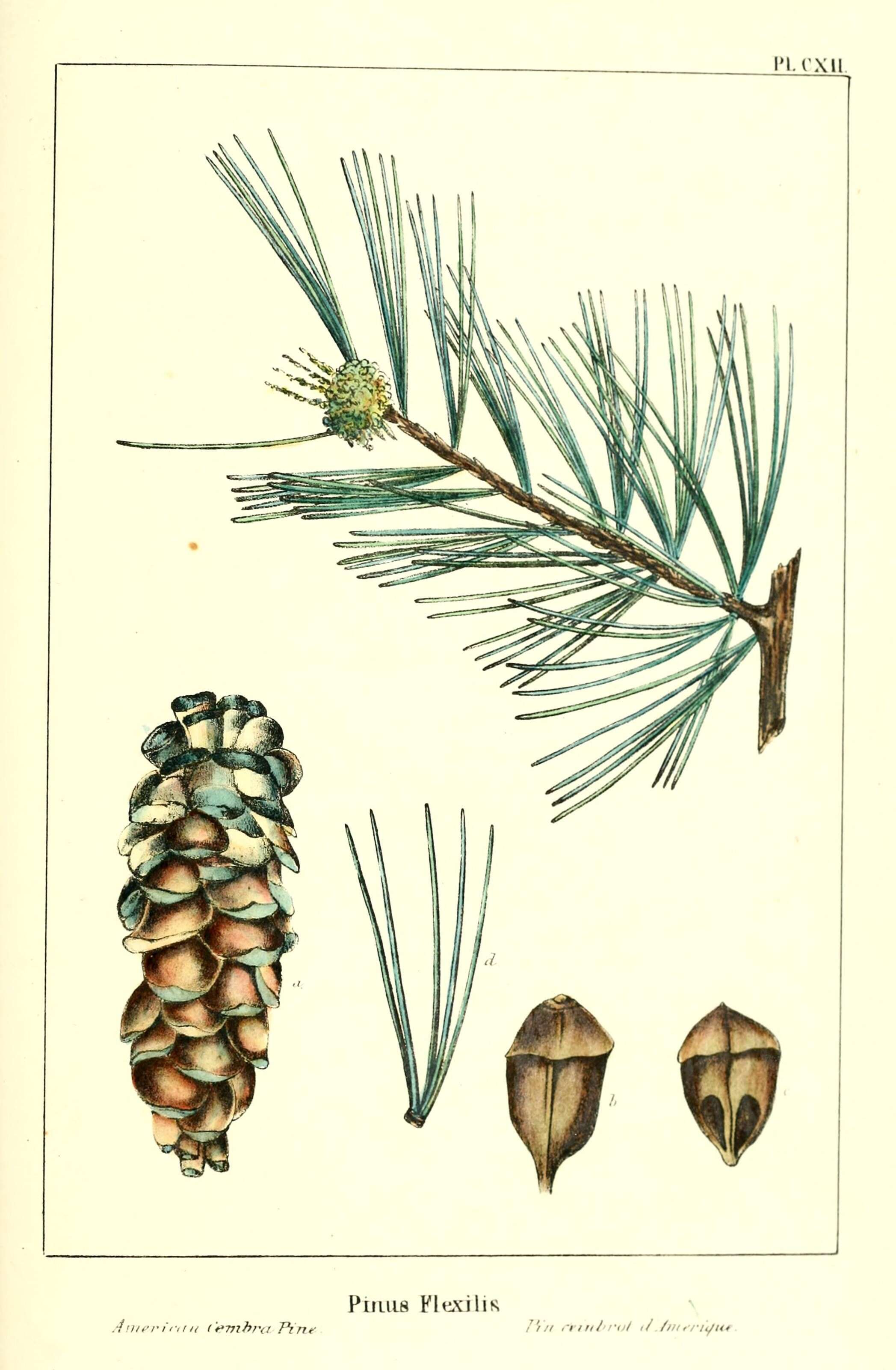 Pinus flexilis E. James resmi