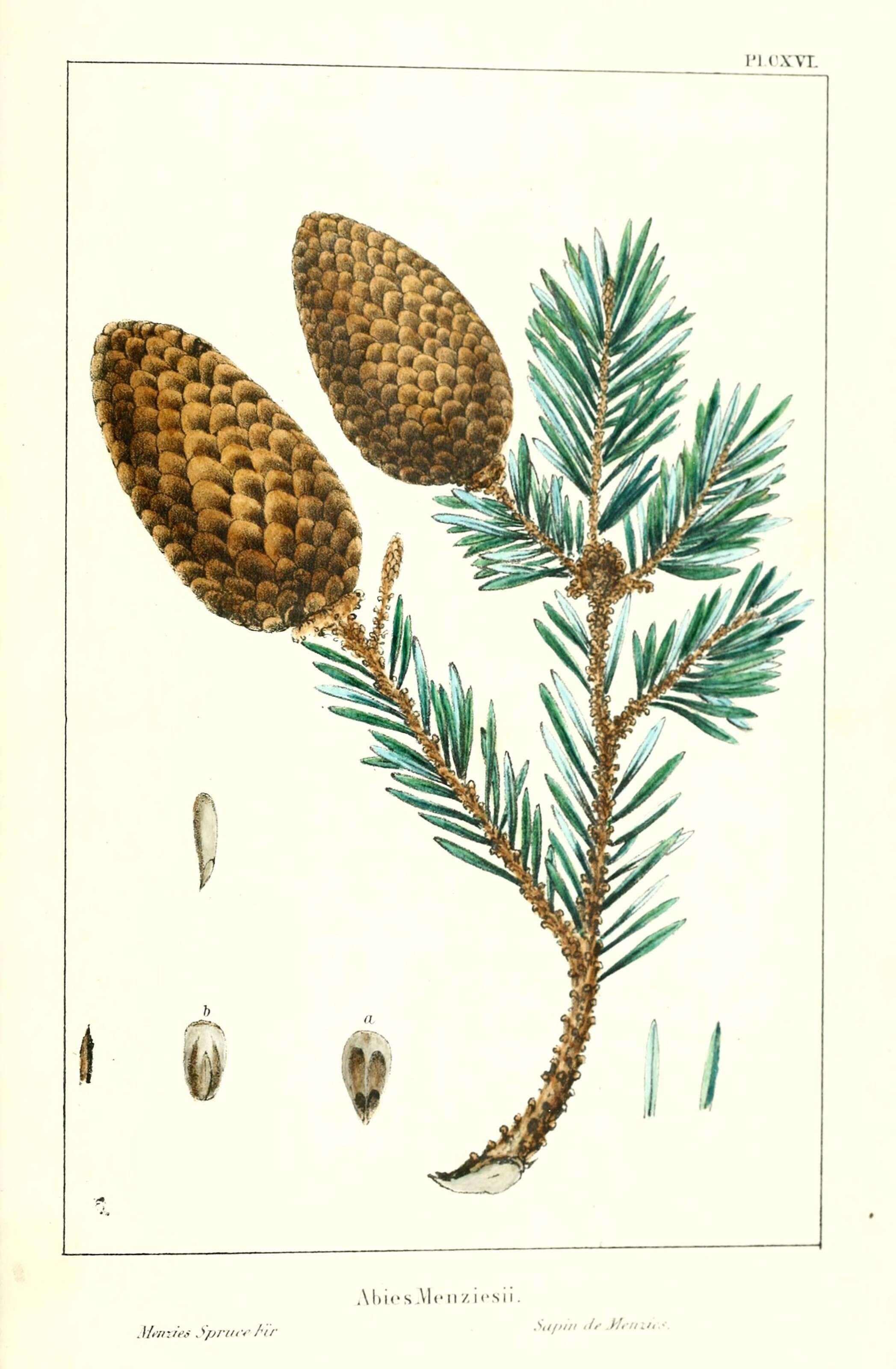 Image of Sitka Spruce