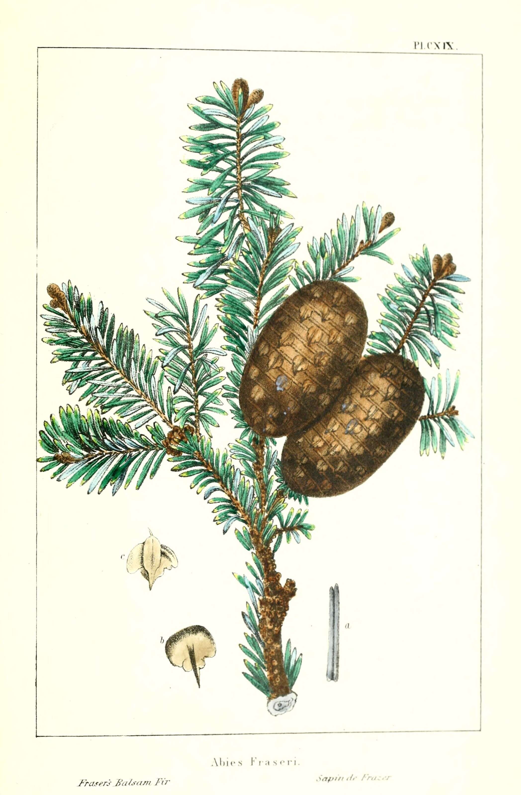 Image of Fraser Fir