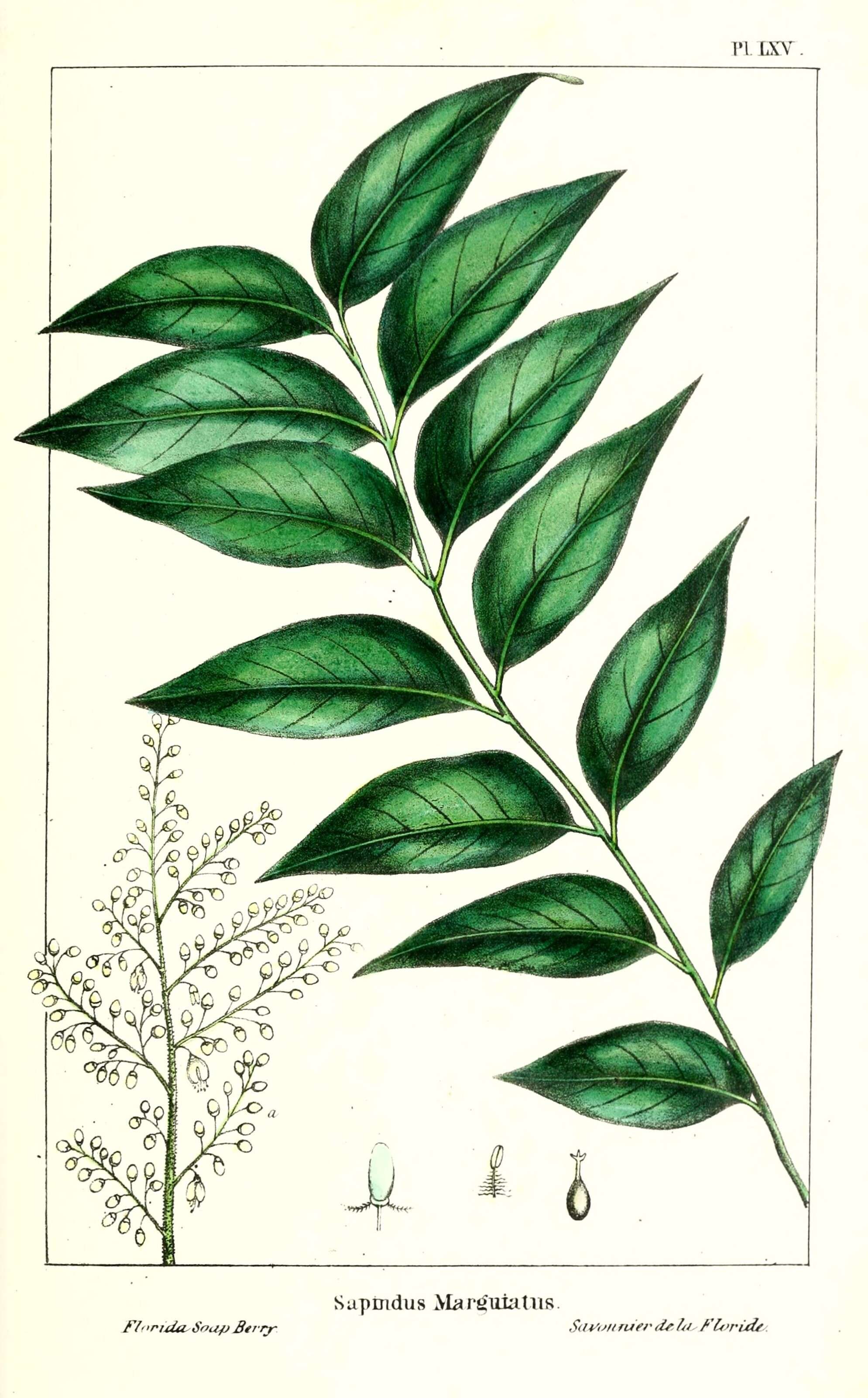 Image of Soapberry Tree
