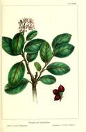 Image de Rhus integrifolia (Nutt.) Benth. & Hook. fil. ex Brewer & S. Wats.