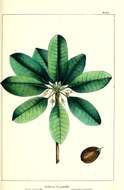 Sapotaceae resmi