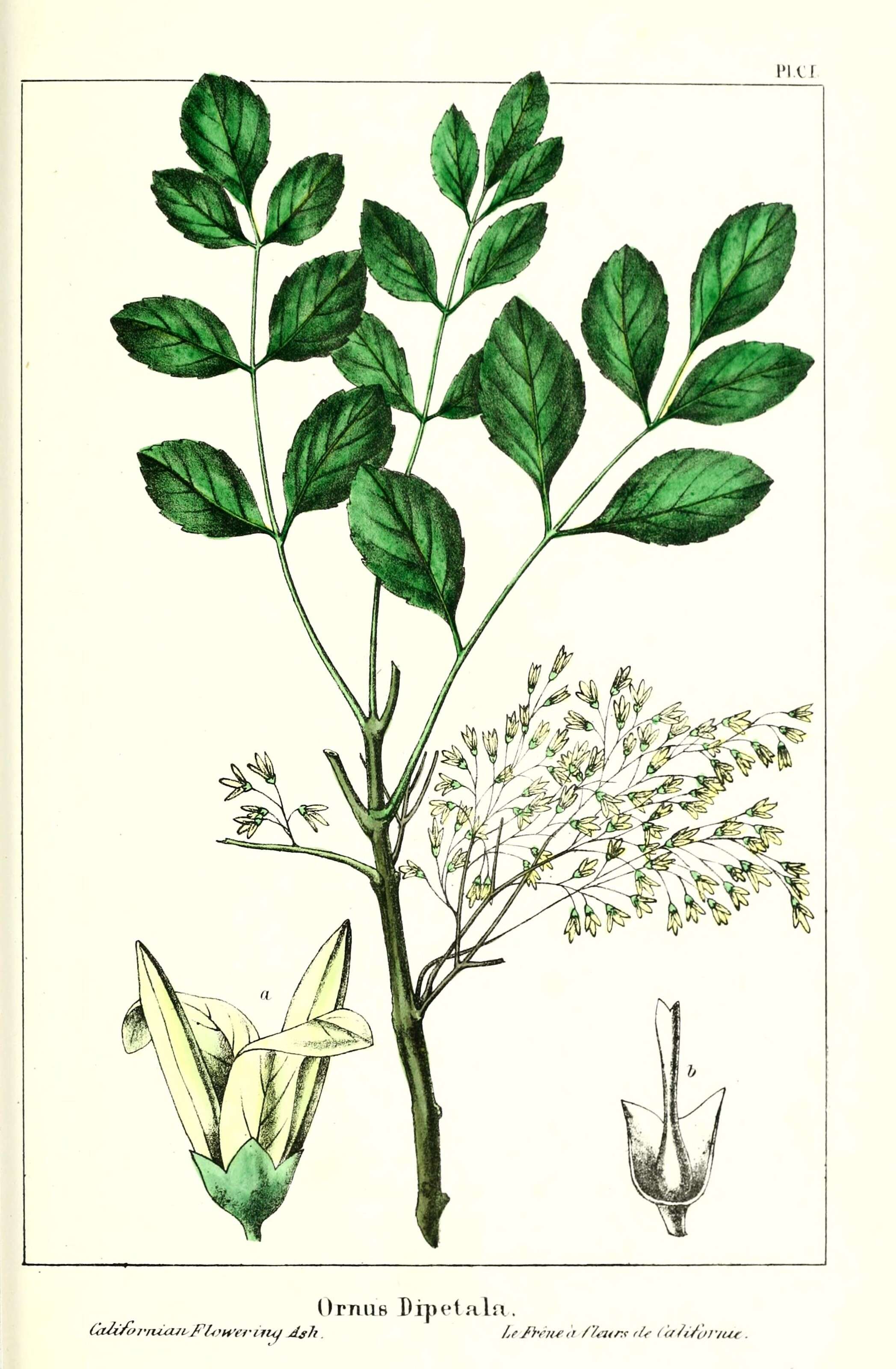 Image of olive family