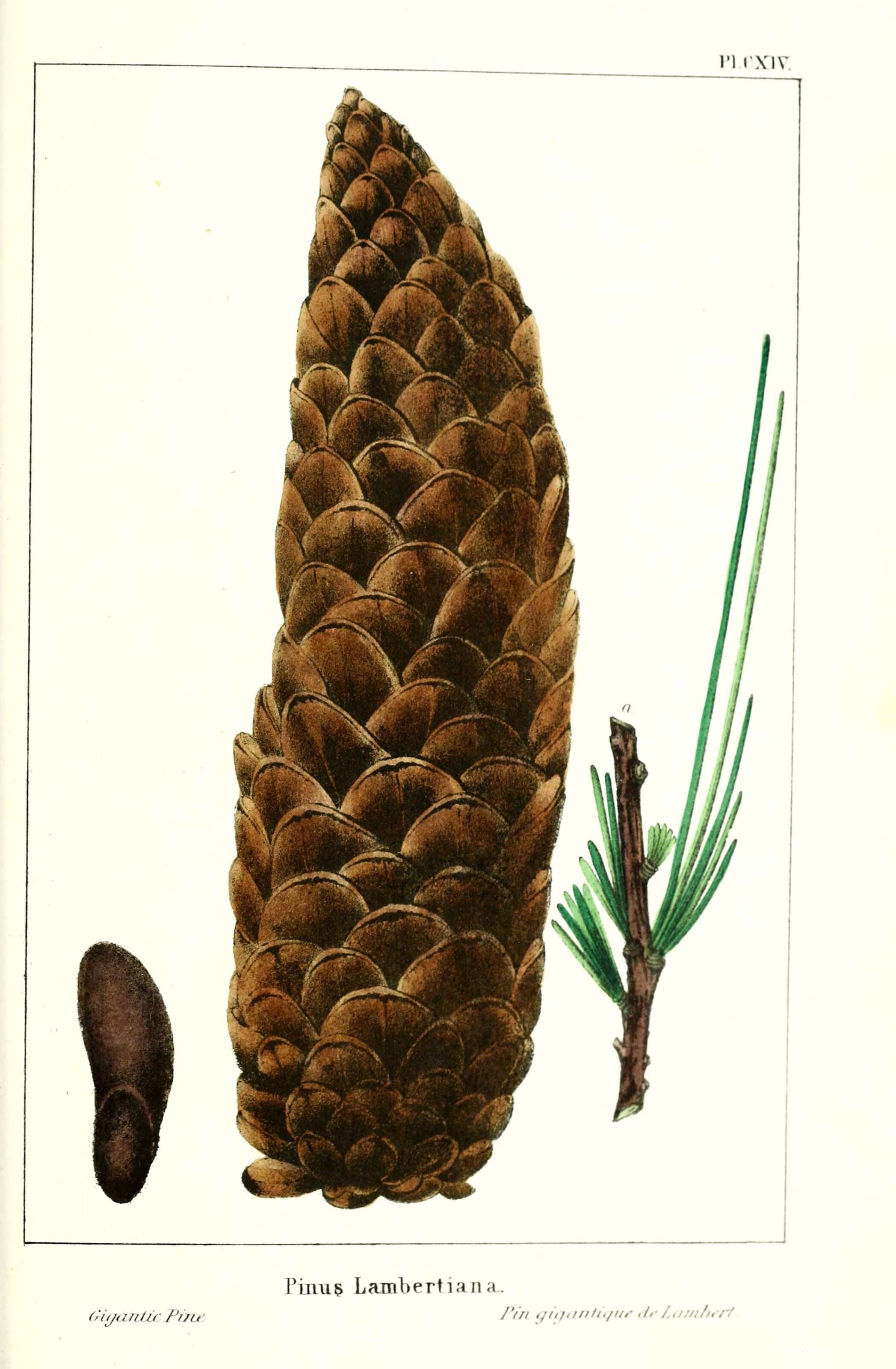 Pinus lambertiana Douglas resmi