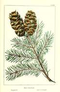 Pseudotsuga menziesii var. glauca (Beissn.) Franco的圖片