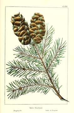 Pseudotsuga menziesii var. glauca (Beissn.) Franco resmi