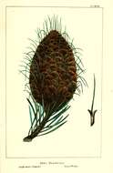 Image of Bristlecone Fir