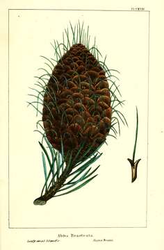 Abies bracteata (D. Don) A. Poit. resmi