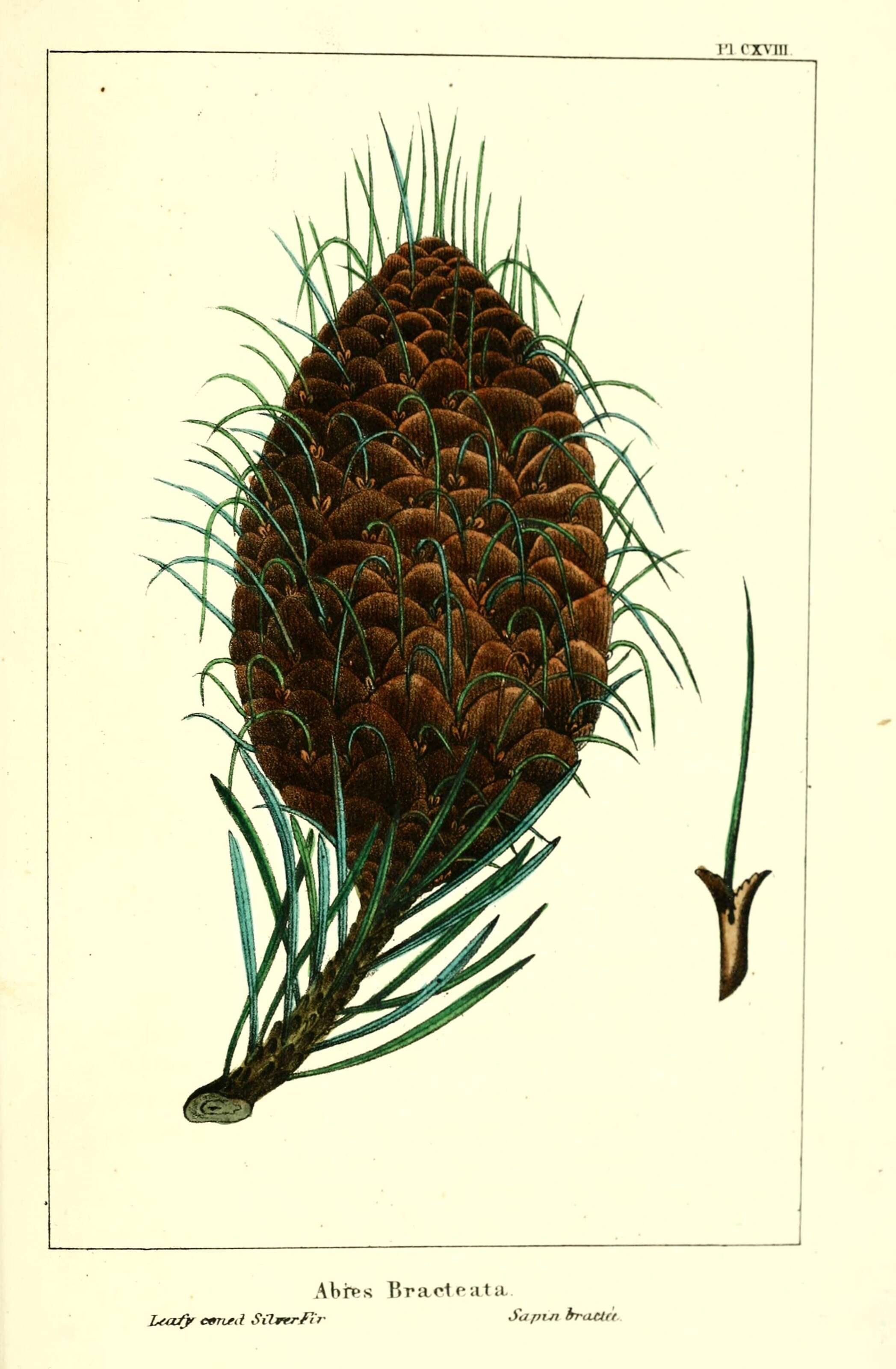 Image of Bristlecone Fir