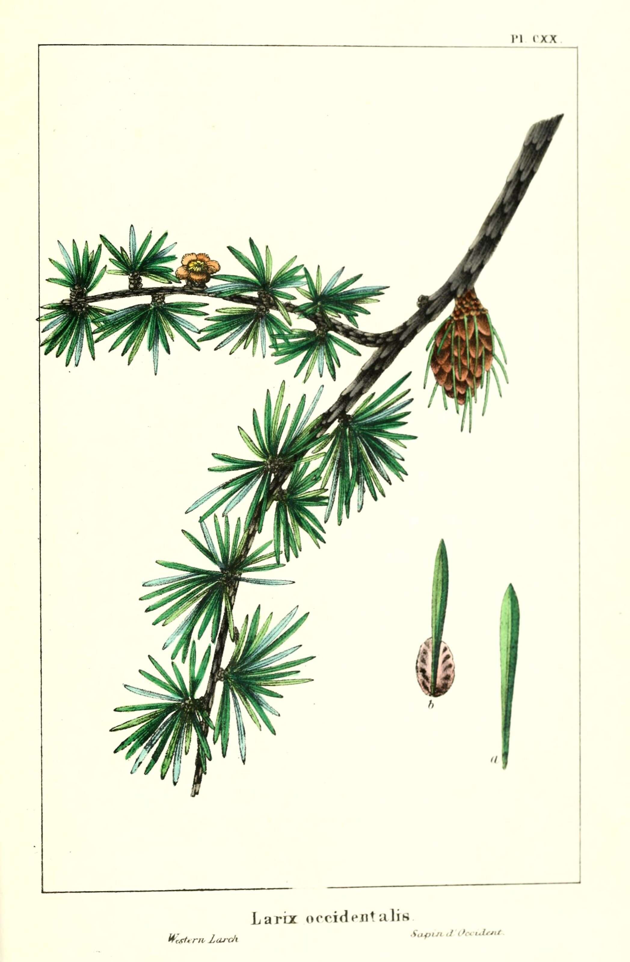 Larix occidentalis Nutt. resmi