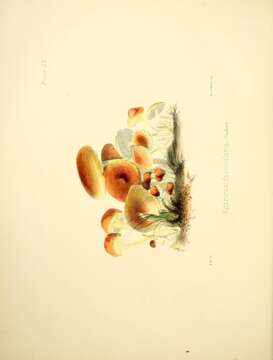 Imagem de Hypholoma fasciculare (Huds.) P. Kumm. 1871