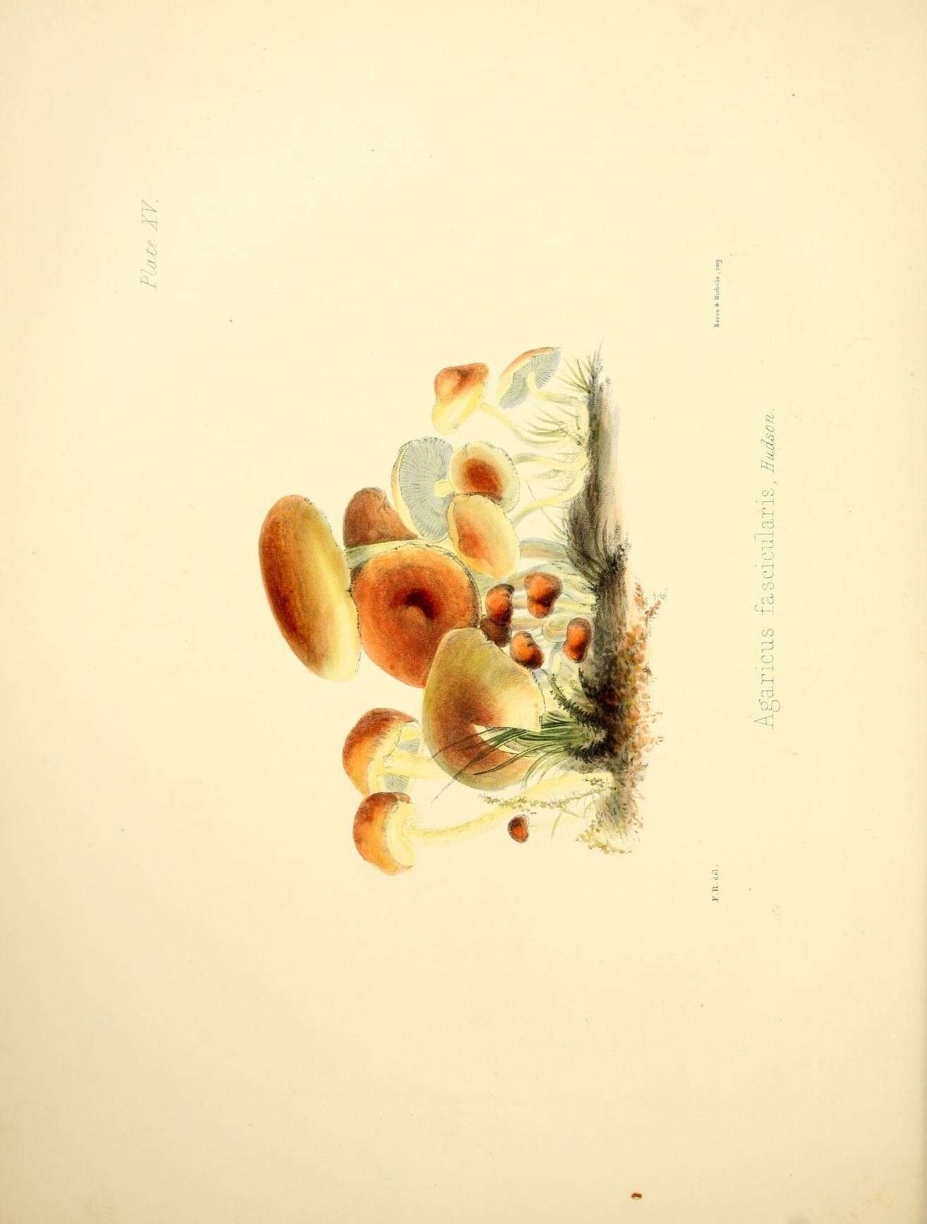 Image of Hypholoma fasciculare (Huds.) P. Kumm. 1871