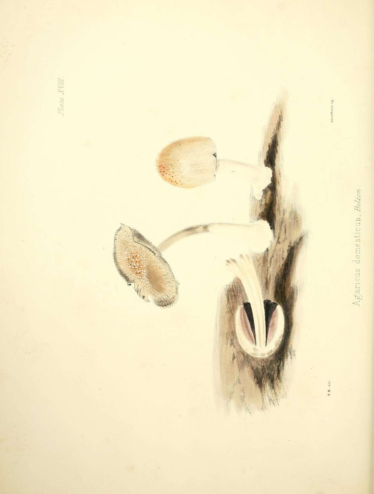 Sivun Coprinellus domesticus (Bolton) Vilgalys, Hopple & Jacq. Johnson 2001 kuva