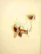 Image of Craterellus lutescens (Fr.) Fr. 1838