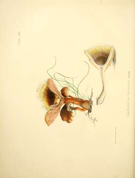 Image of Craterellus lutescens (Fr.) Fr. 1838