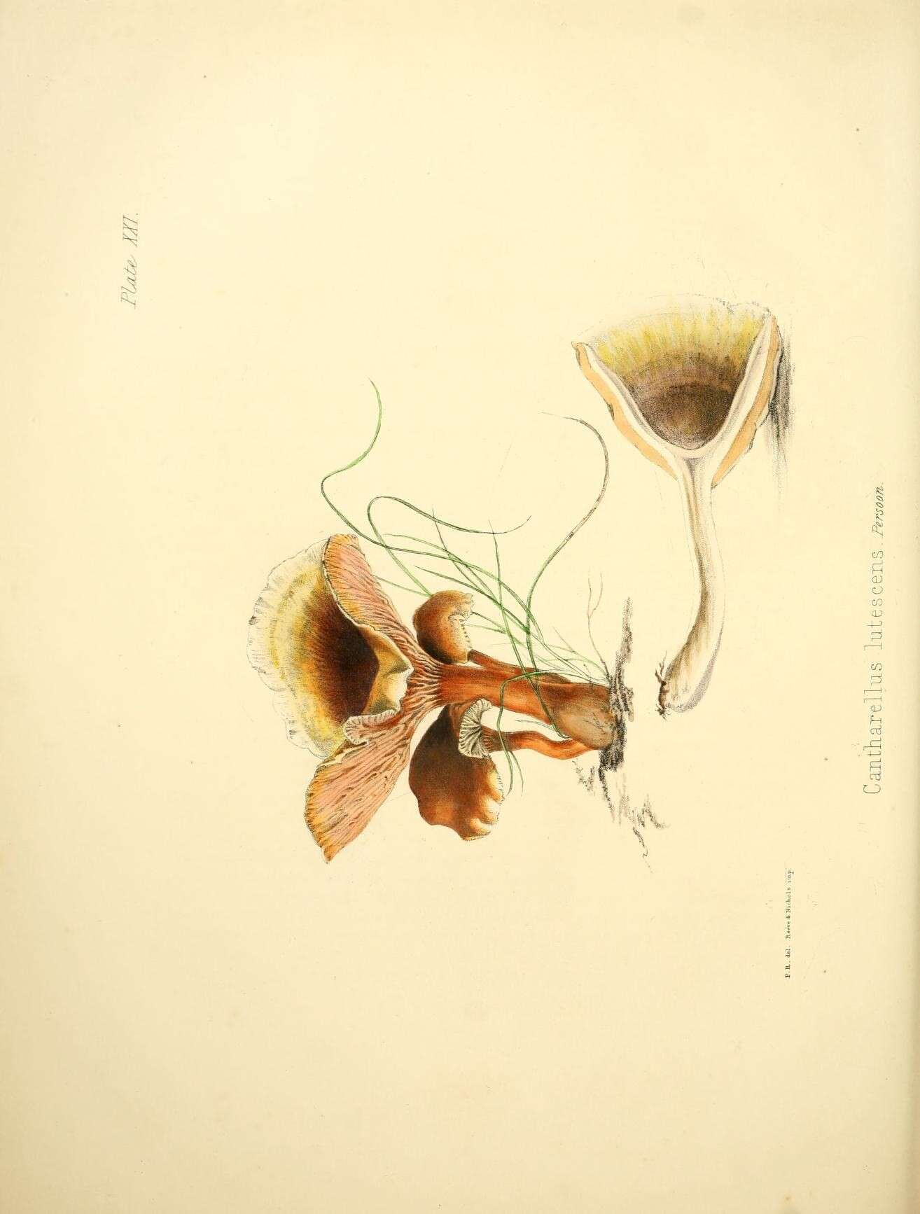 Image de Craterellus lutescens (Fr.) Fr. 1838