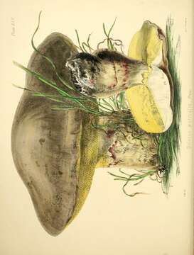 Imagem de Boletus reticulatus Schaeff. 1774