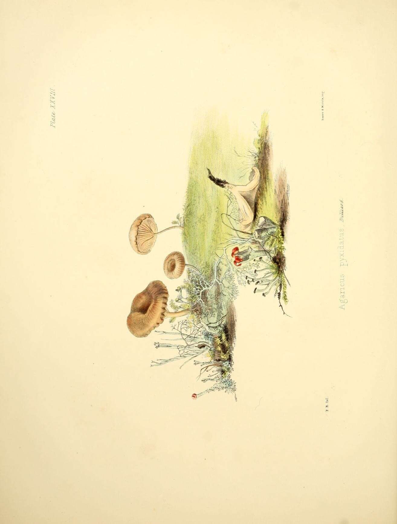 Plancia ëd Omphalina pyxidata (Bull.) Quél. 1886