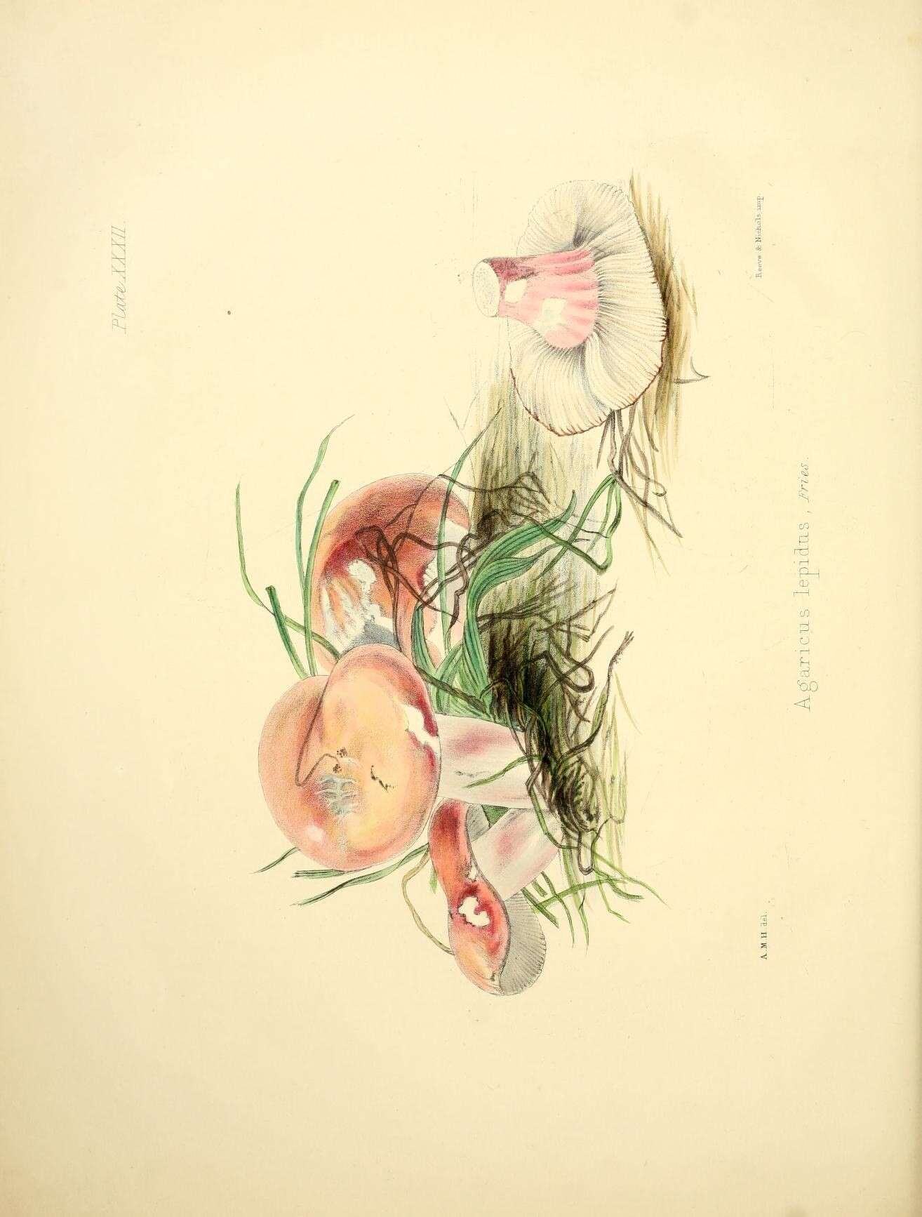 Image of Agaricus lepidus