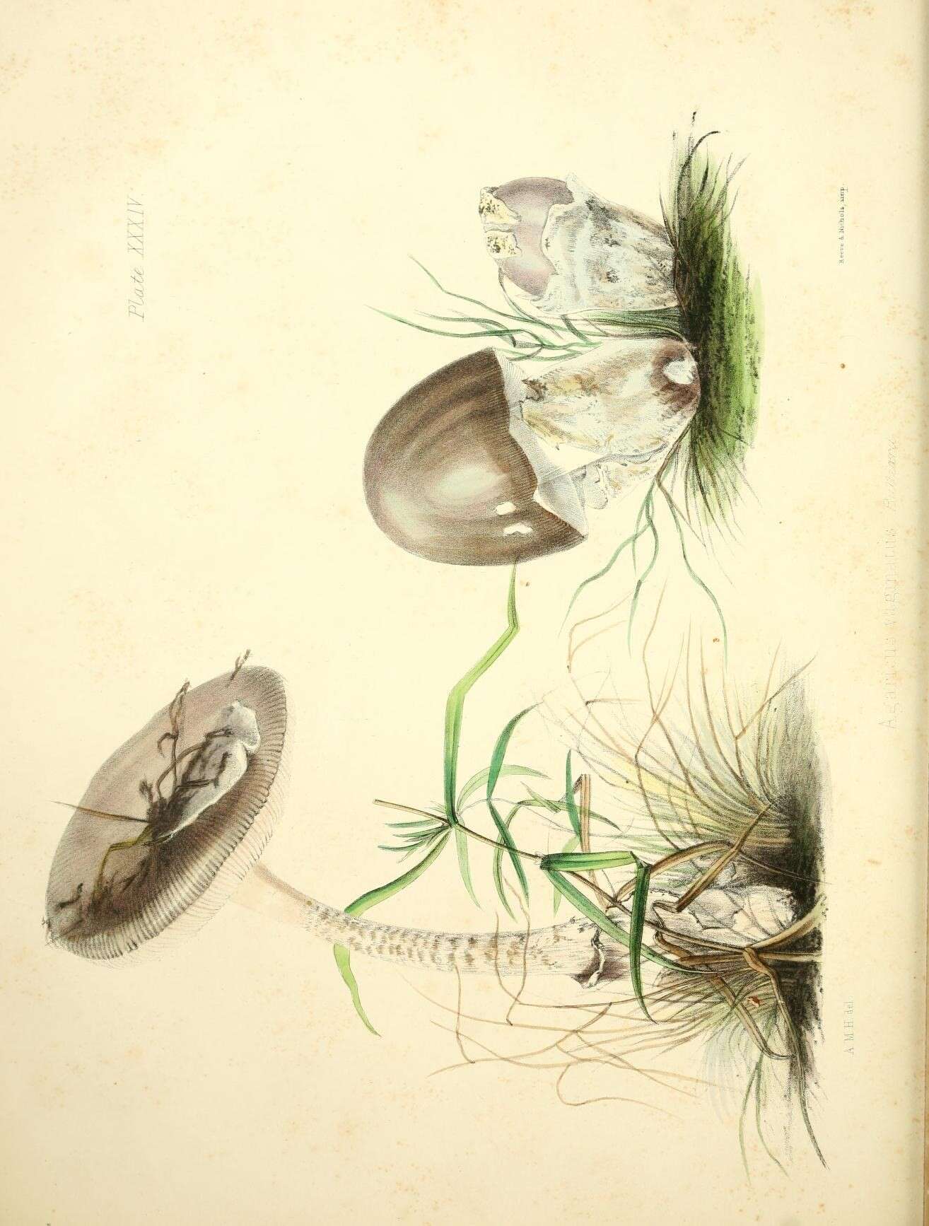 Image of Amanita vaginata (Bull.) Lam. 1783