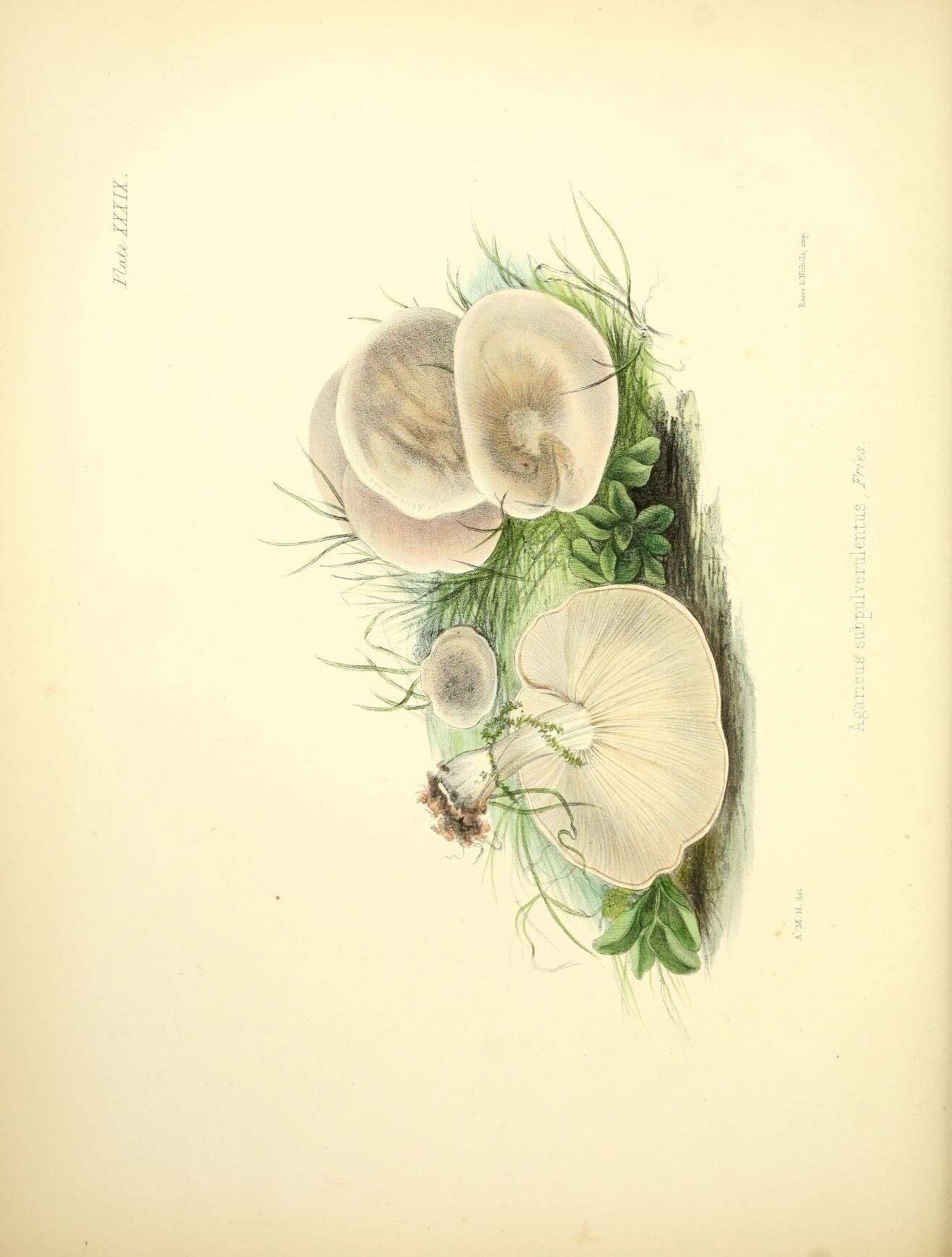Image de Melanoleuca subpulverulenta (Pers.) Singer 1939