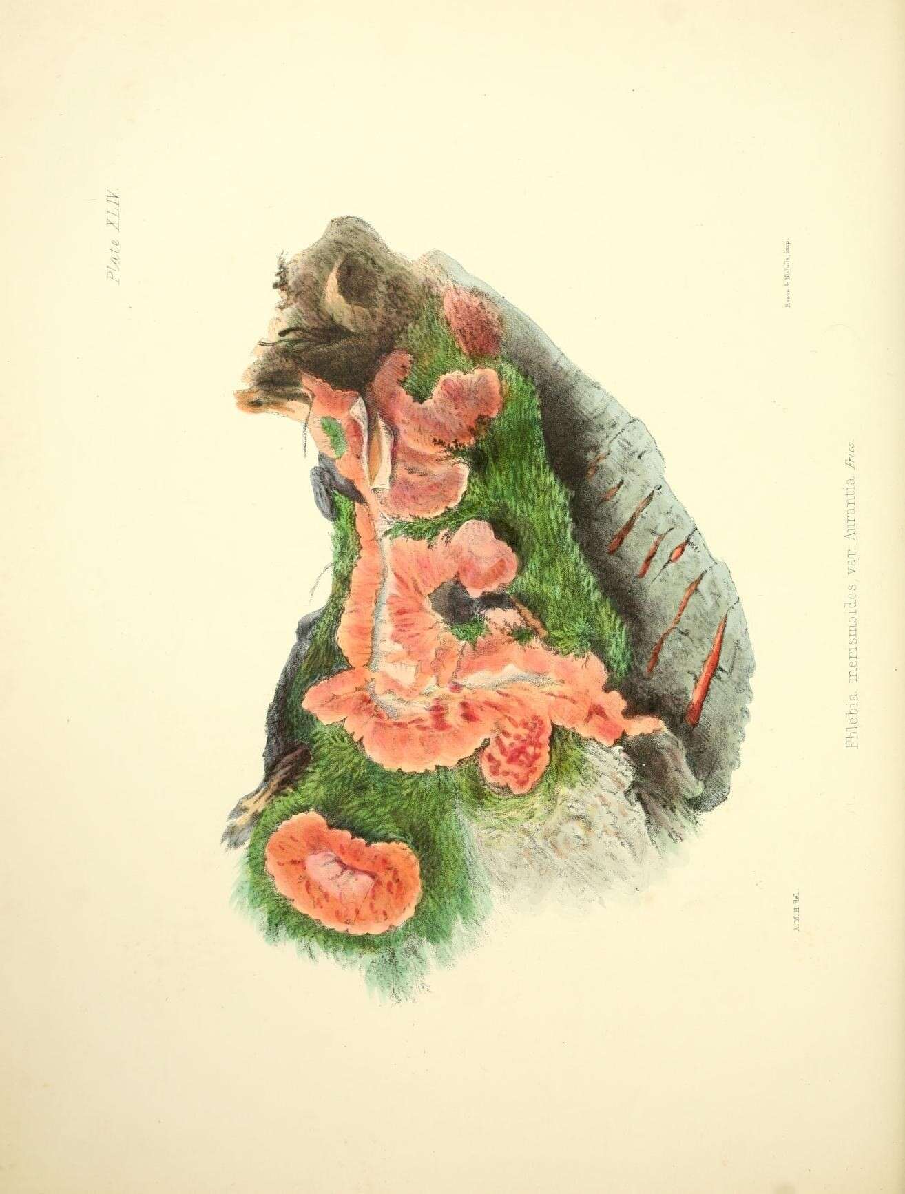 Image of Phlebia radiata Fr. 1821