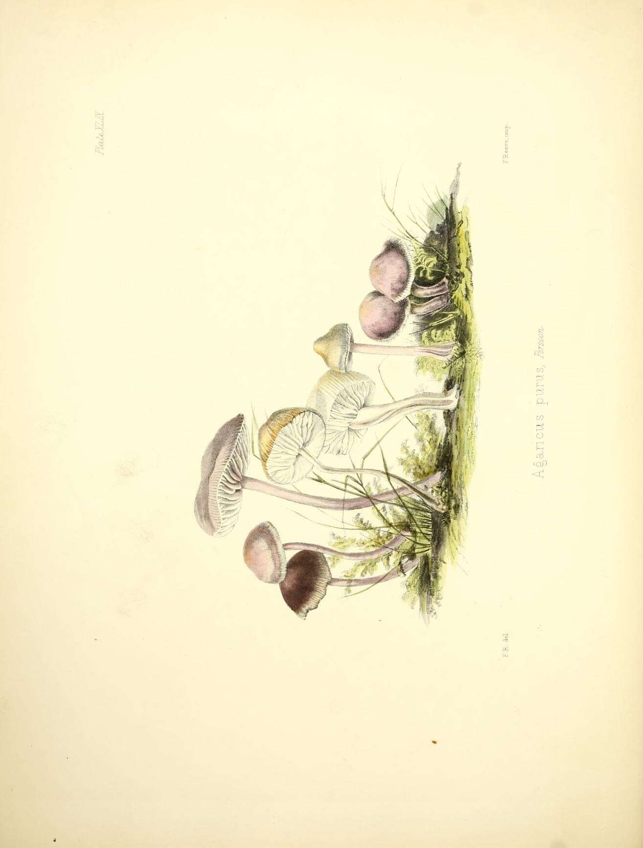 Image of Mycena pura (Pers.) P. Kumm. 1871