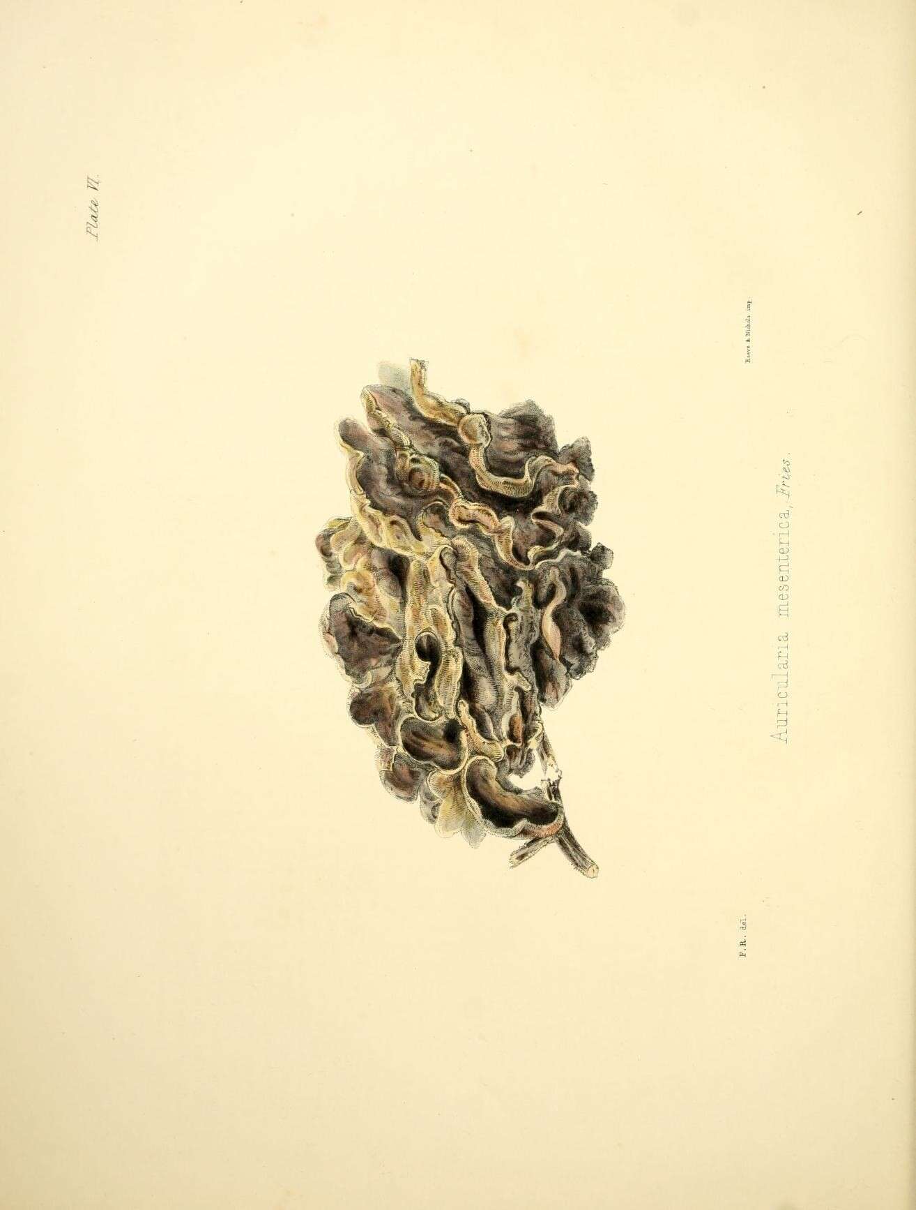 Image of Auricularia mesenterica (Dicks.) Pers. 1822