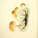 Image of Cortinarius sublanatus (Sowerby) Fr. 1838