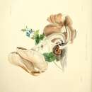 Image of Pholiota pudica (Bull.) Gillet 1876