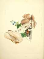 Image of Pholiota pudica (Bull.) Gillet 1876