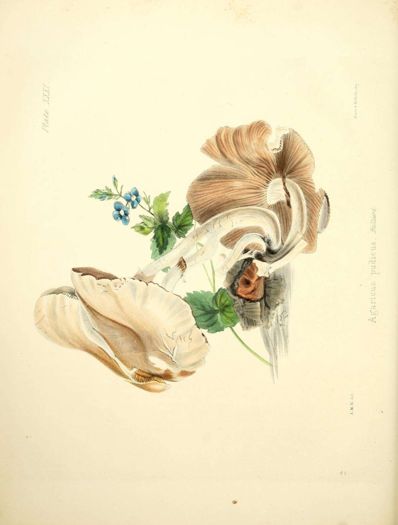 Image de Pholiota pudica (Bull.) Gillet 1876