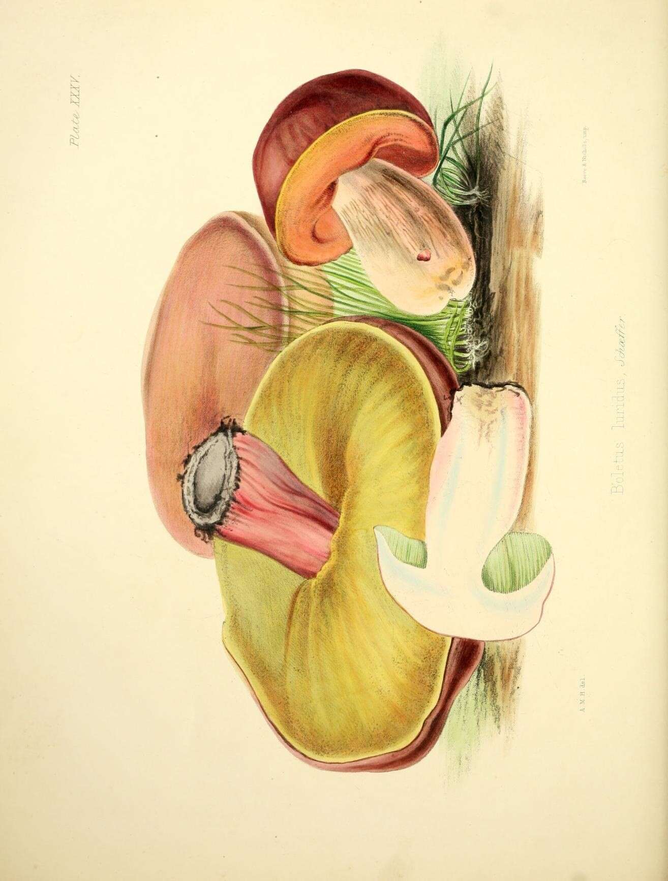 Image of Suillellus luridus (Schaeff.) Murrill 1909