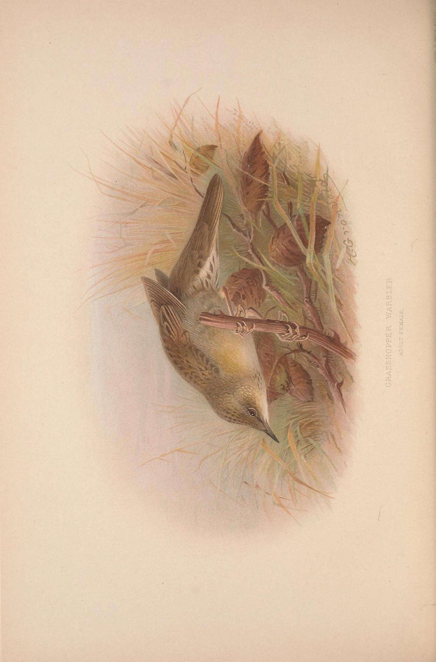 Image of Common Grasshopper Warbler