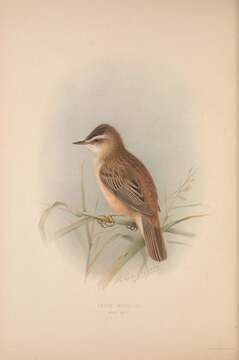 Image of Sedge Warbler