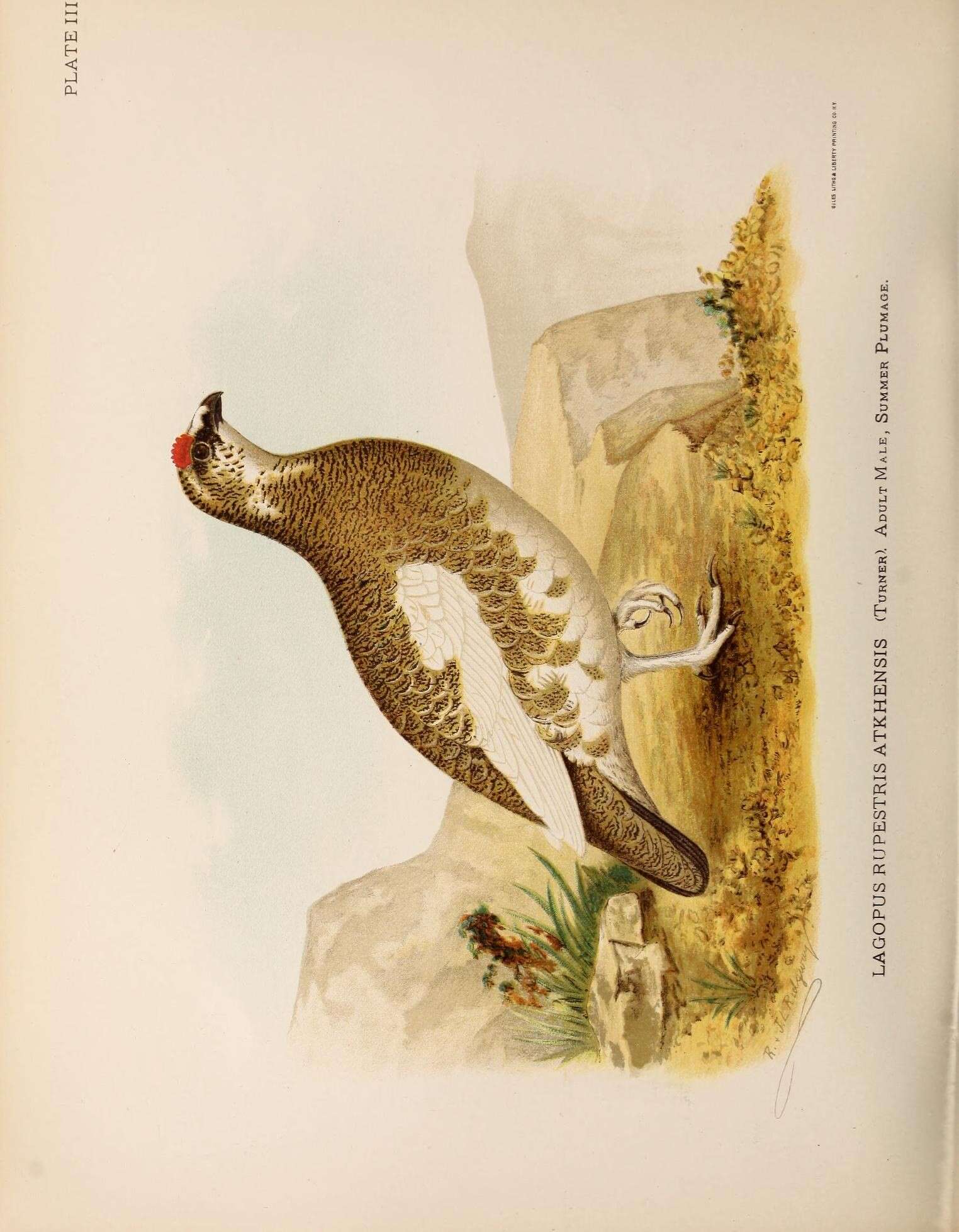 Image of Ptarmigan