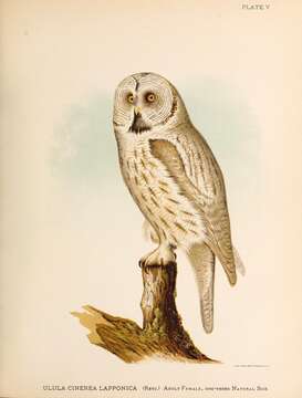 Image of Great Gray Owl