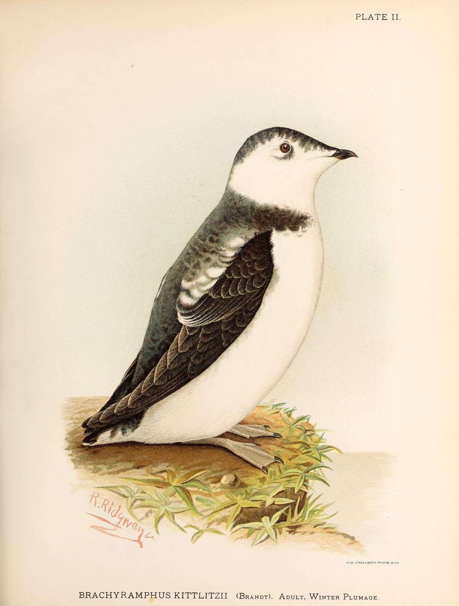 Image of Kittlitz's Murrelet