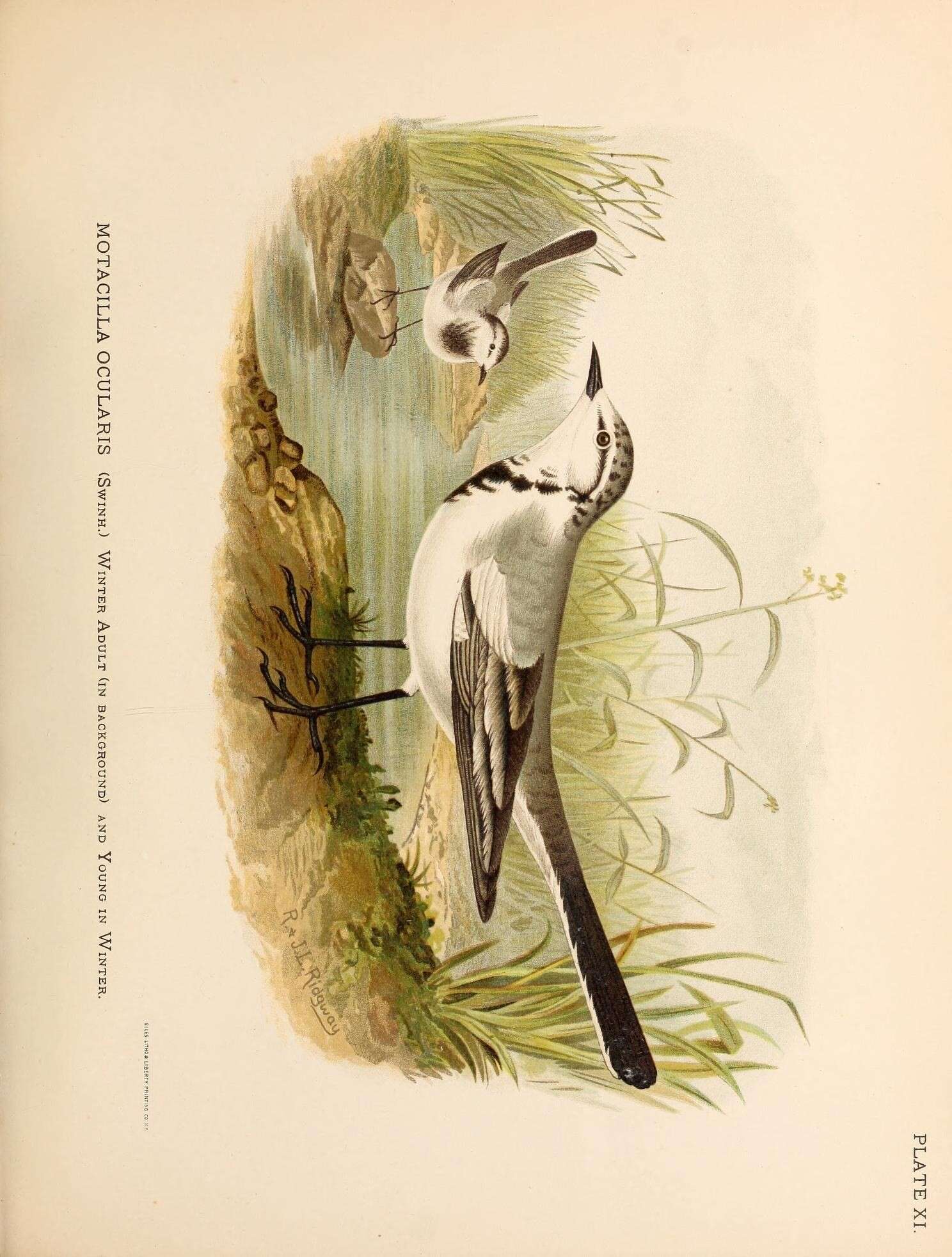 Image of Motacilla alba ocularis Swinhoe 1860