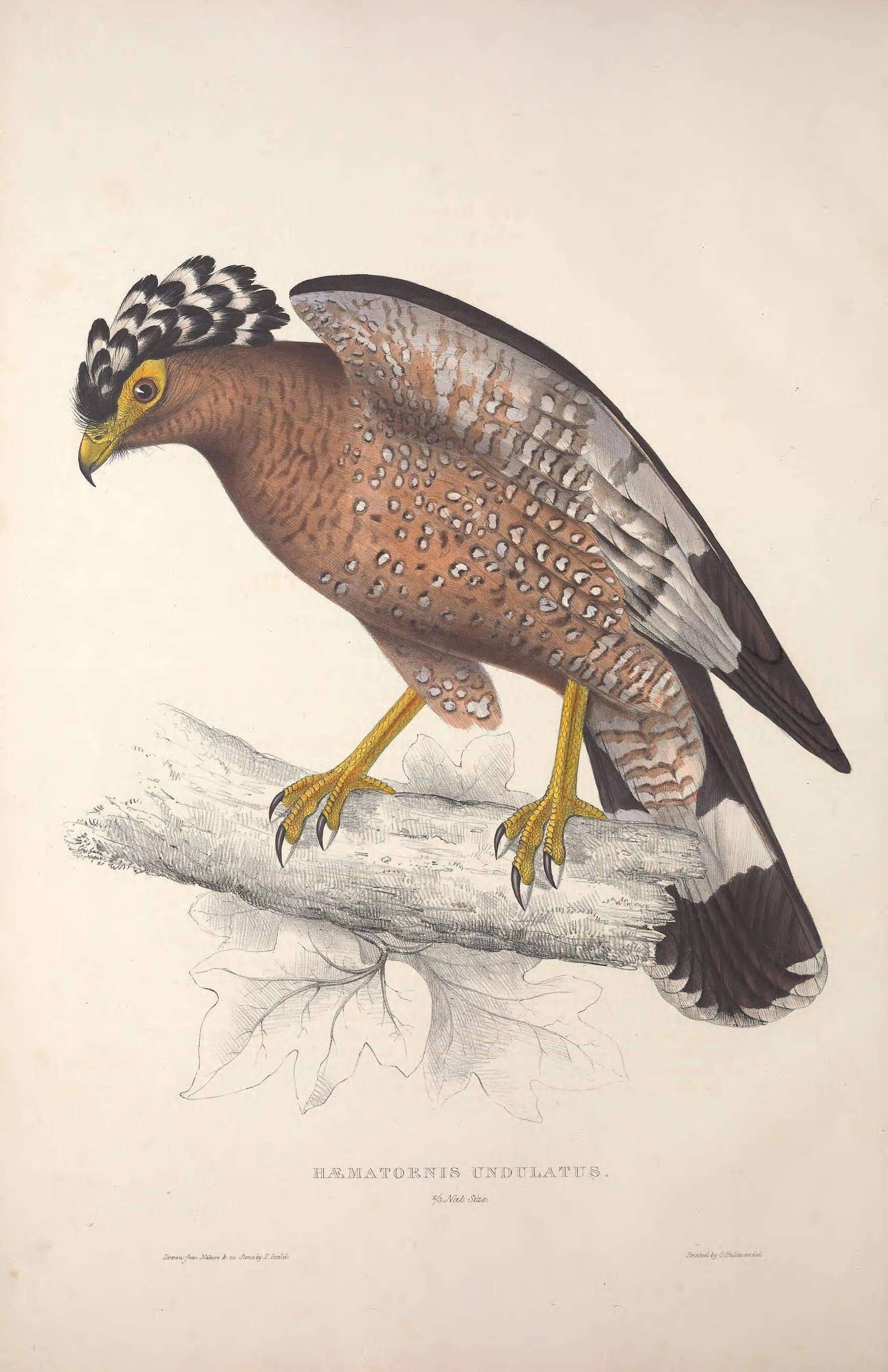 Image of Crested Serpent Eagle