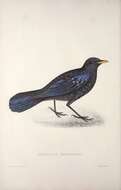 Image of Blue whistling-thrush