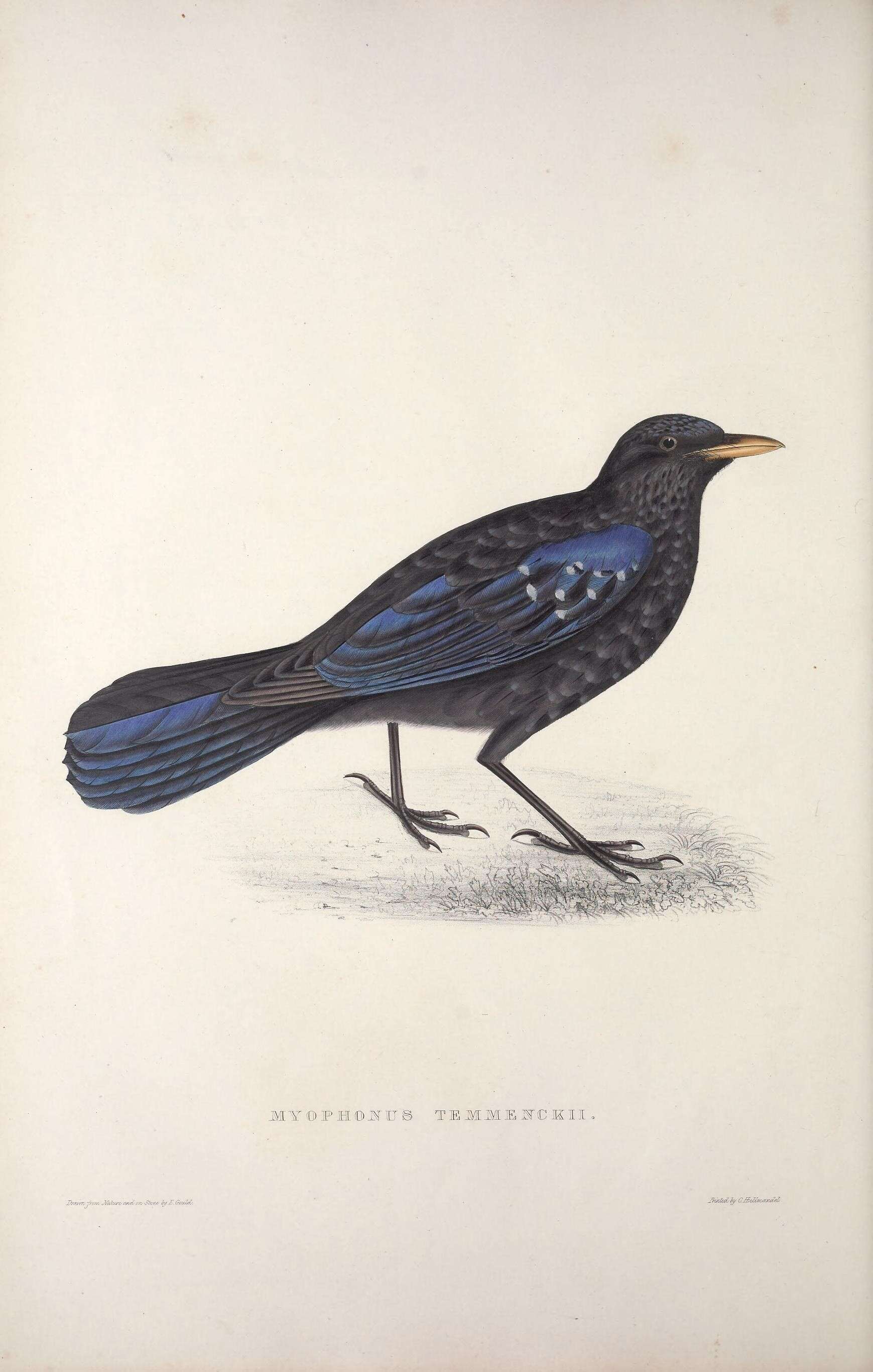 Image of Blue whistling-thrush